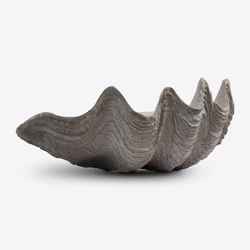Conchiglio Shell – Small