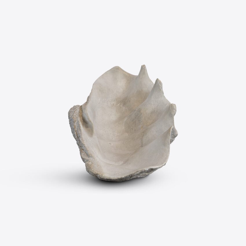 Conchiglio Shell – Medium