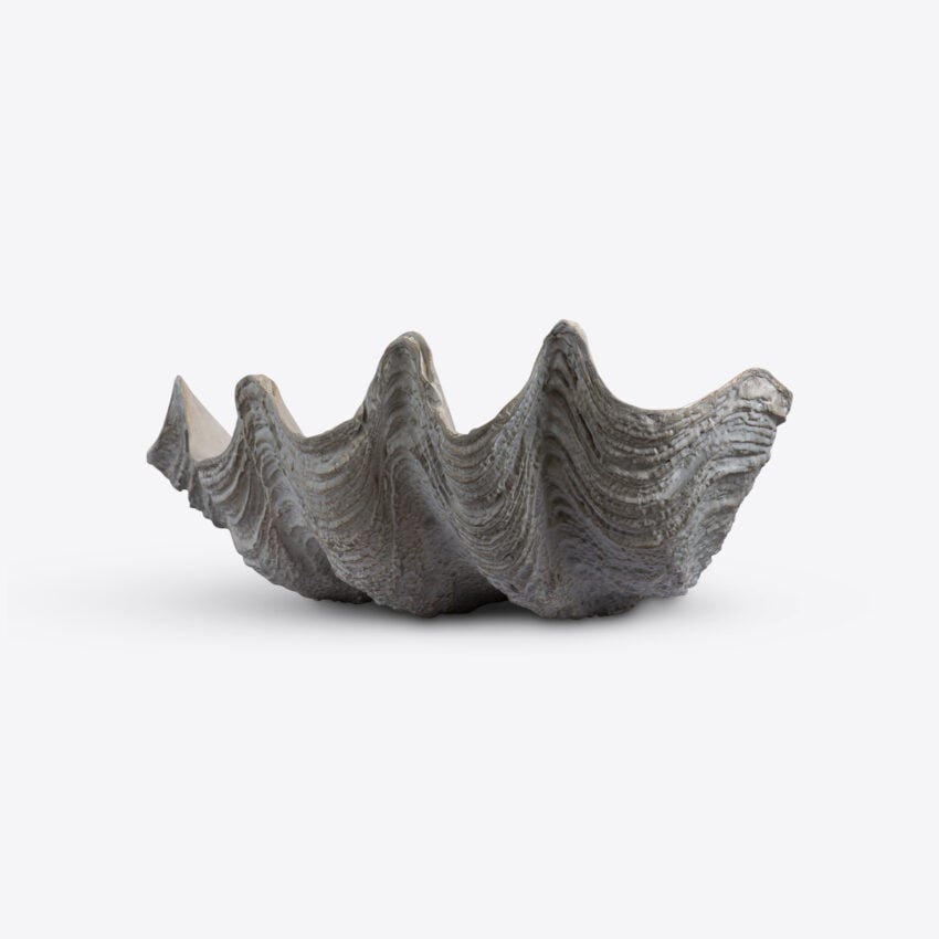 Conchiglio Shell – Medium
