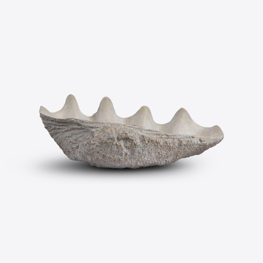 Conchiglio Shell – Small